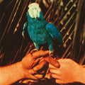 Andrew Bird: Are You Serious ( LP )