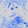 Yung Lean: Frost God ( LP )